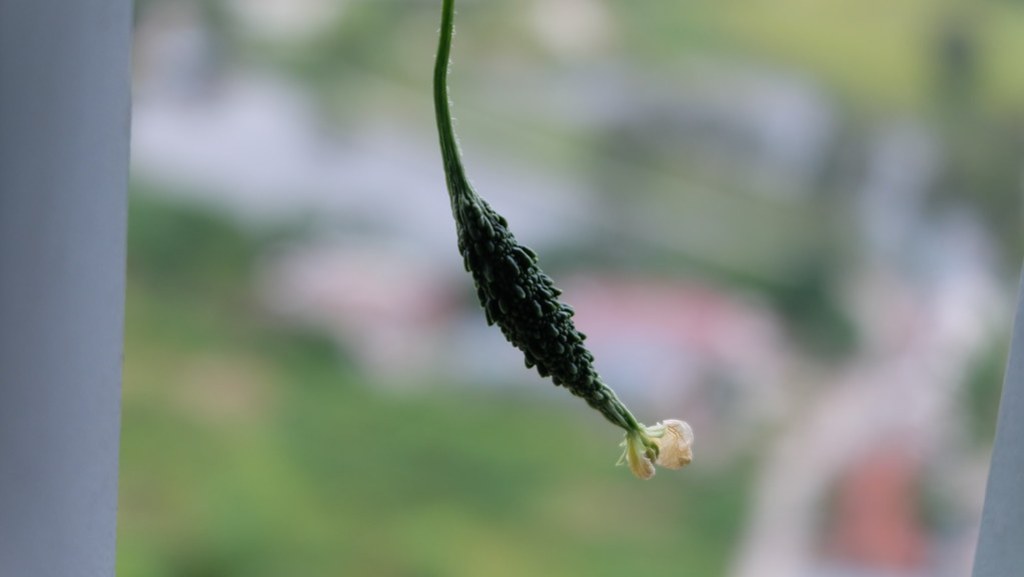 DSCF2957