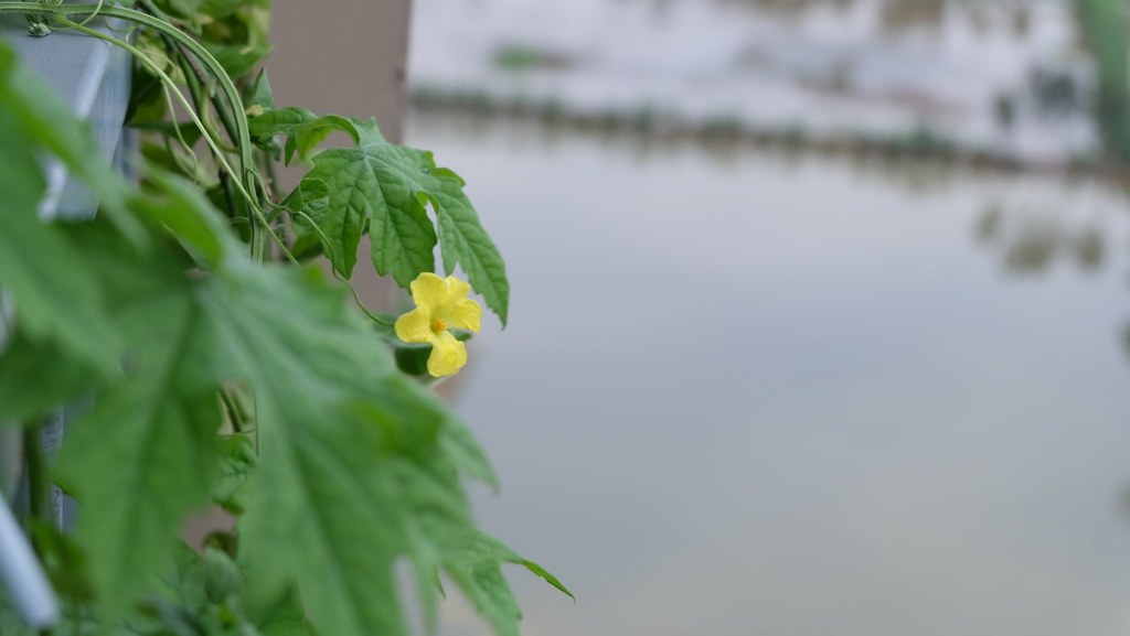DSCF2958